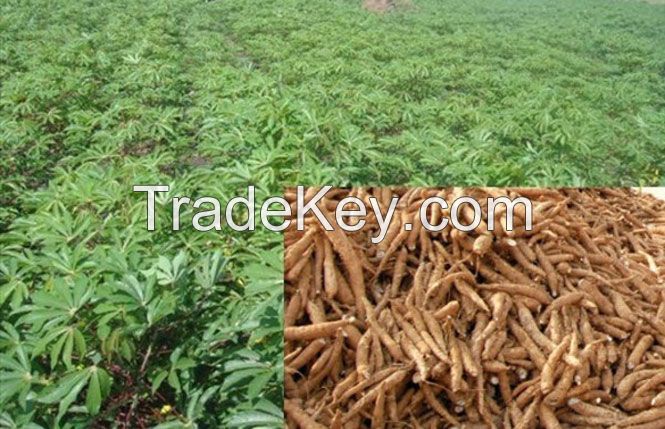 Cassava, Garri, Moringa, Yams, Palm Oil, general supply of African Foods