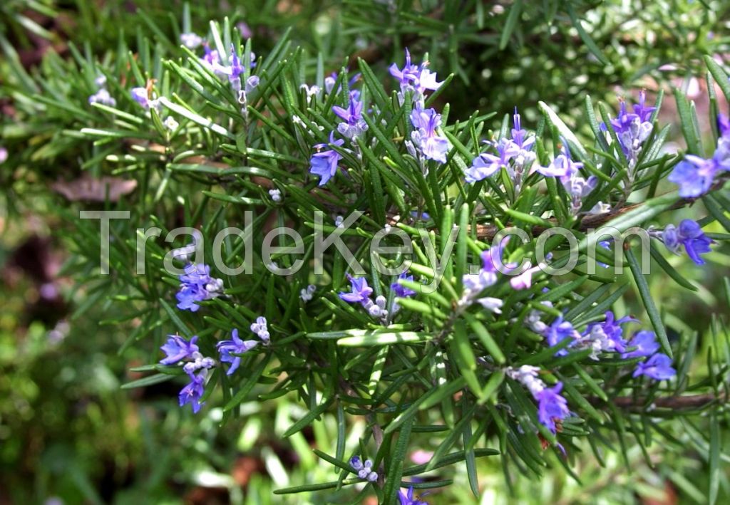 rosemary