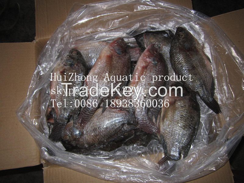 Top quality frozen Tilapia fish of frozen fish