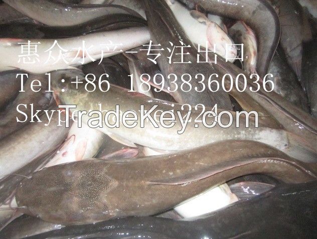Frozen seafood catfish /clarias fuscus