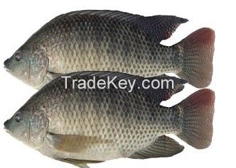 Frozen cleaned tilapia ( Frozen Cleaned Tilapia Gutted Scaled Gilled Fins off Half Tail off GGS)
