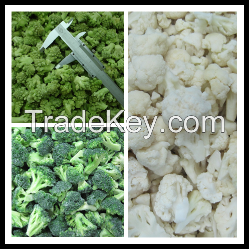 2016 crop IQF broccoli/ HACCP, KOSHER, BRC/ Grade A