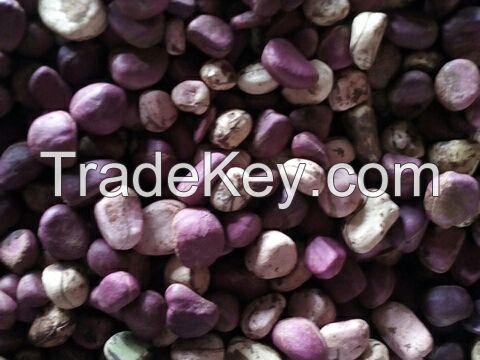 Pure Natural Kola Nut P.E. Available