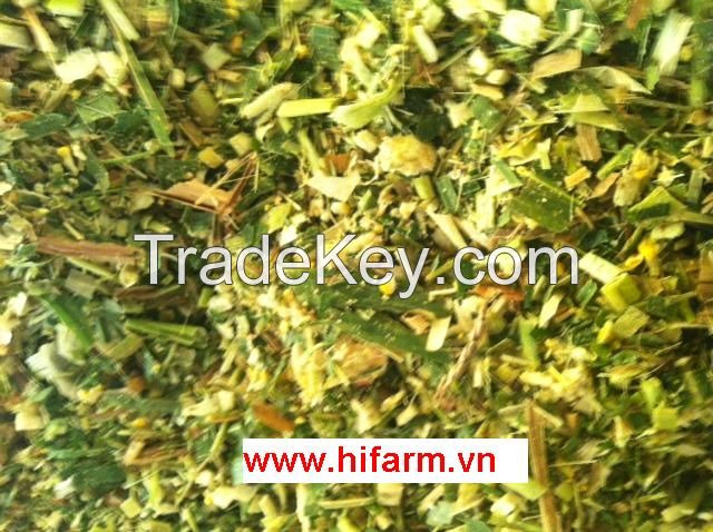 CORN SILAGE HIGH QUALITY