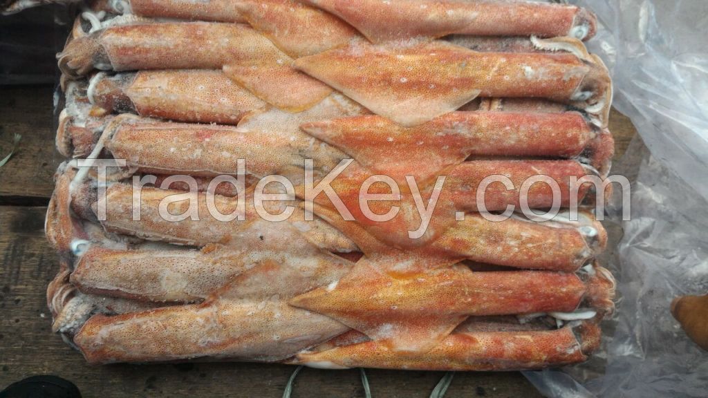 Sea Frozen Loligo Squid