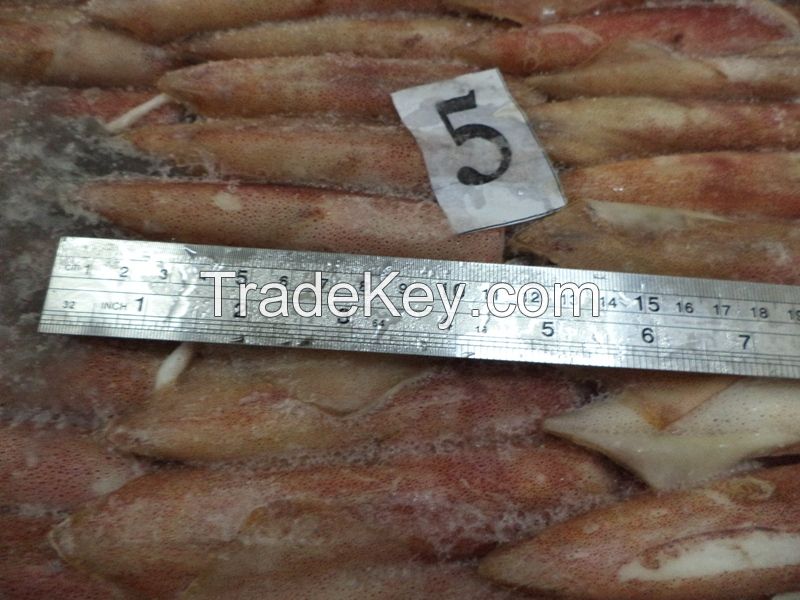 Sea Frozen Loligo Squid AAA Grade