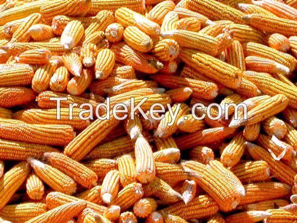 Premium Quality Grade 1 Garins For Sale Yellow Corn/Maize, Wheat, Rice, Barley, Quinoa 