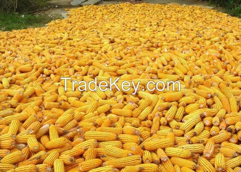 Premium Quality Grade 1 Garins For Sale Yellow Corn/Maize, Wheat, Rice, Barley, Quinoa 