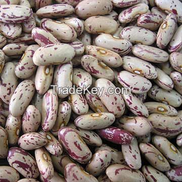 Quality Kidney beans, Mung beans, Soybeans, Lentils, Chickpeas and Other Beans Products For Sale