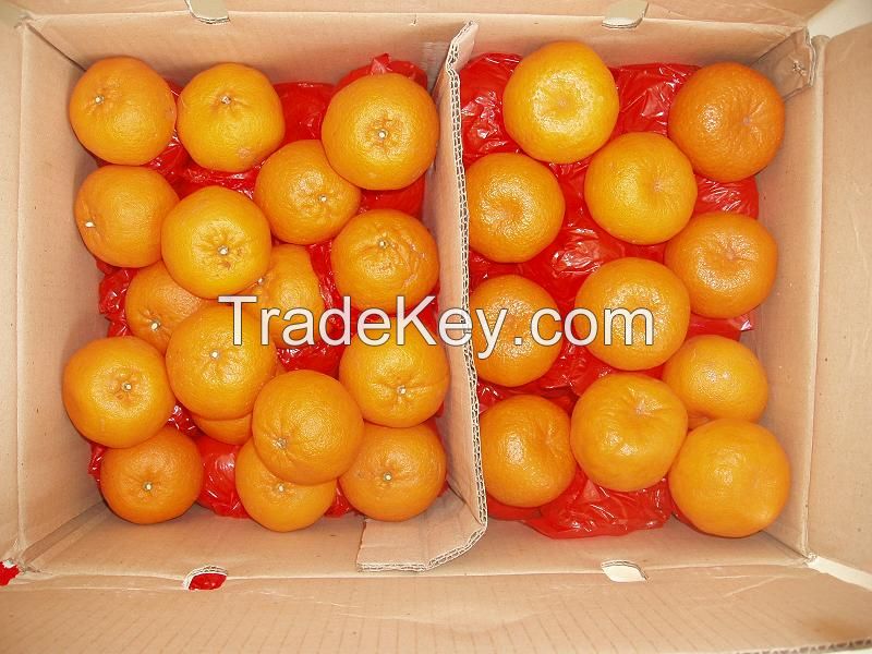 Grade A Fresh Fruits, Apples, Organges, Lemons, Grapes, Olives, Mangoes For Sale