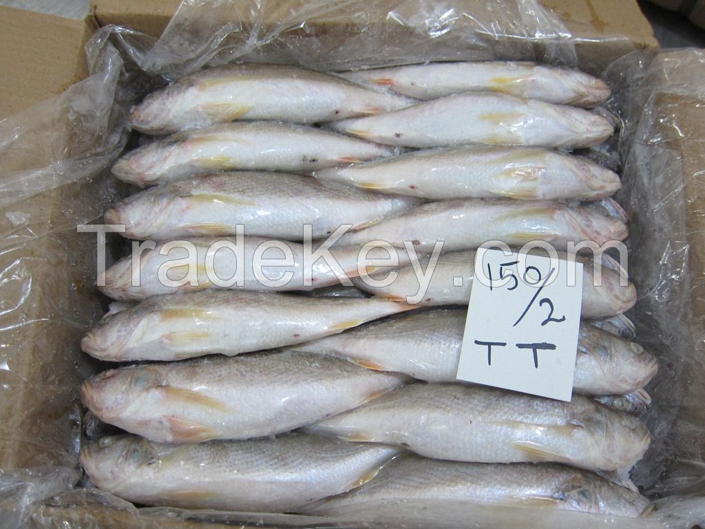 FROZEN TIGER TOOTH CROAKER FISH