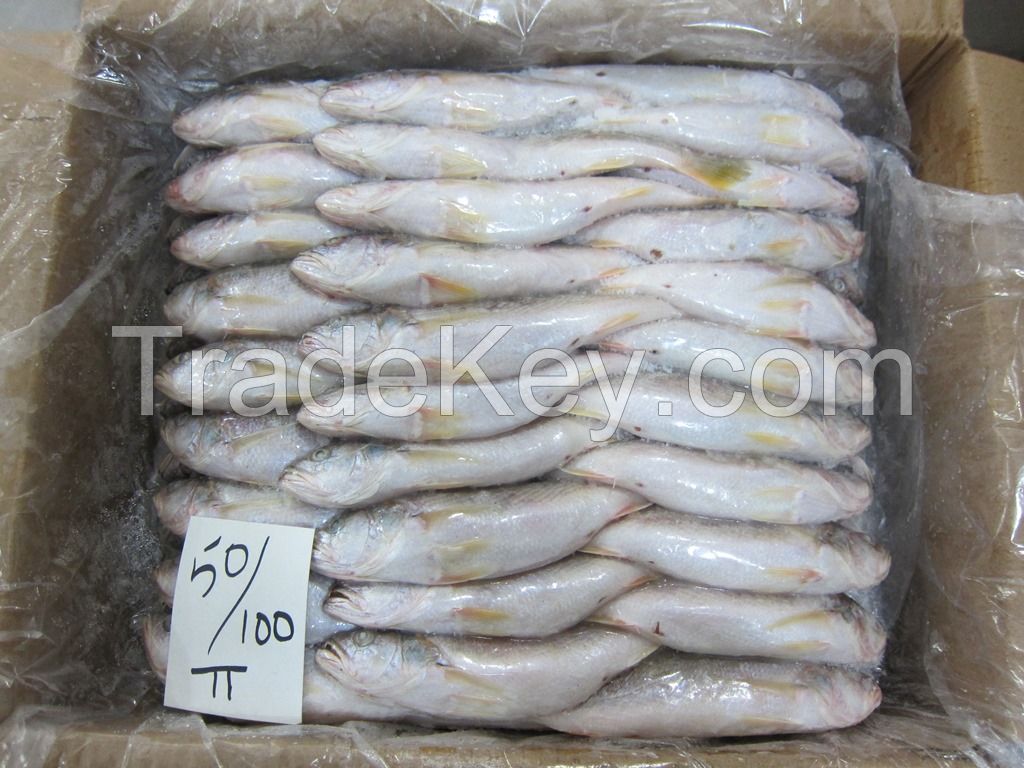 FROZEN TIGER TOOTH CROAKER FISH