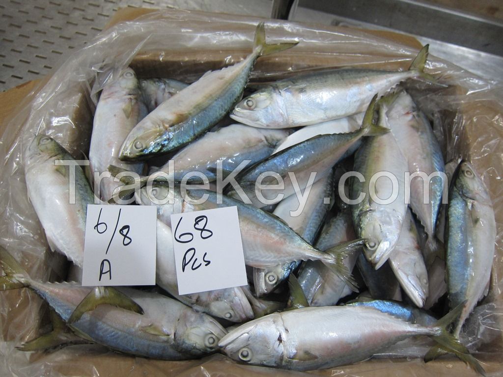 FROZEN INDIAN MACKEREL FISH