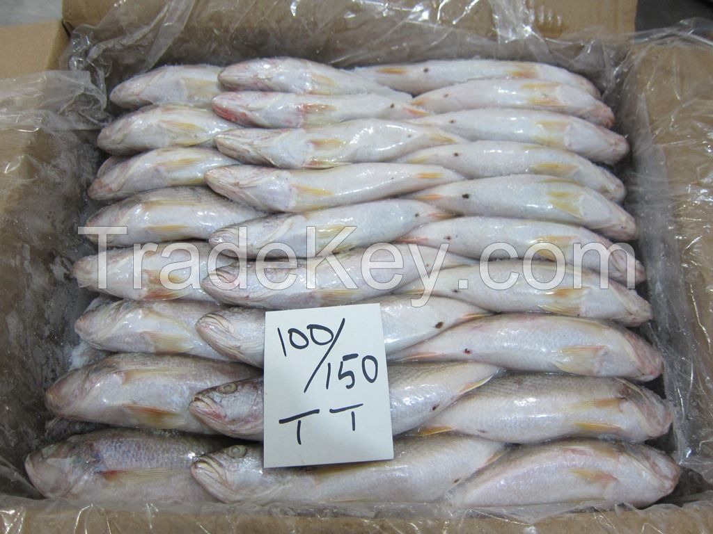 FROZEN TIGER TOOTH CROAKER FISH