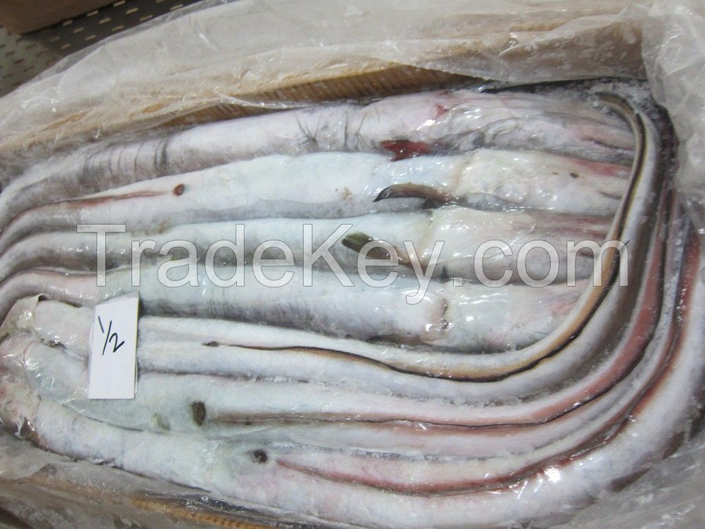 FROZEN CONGER EEL FISH