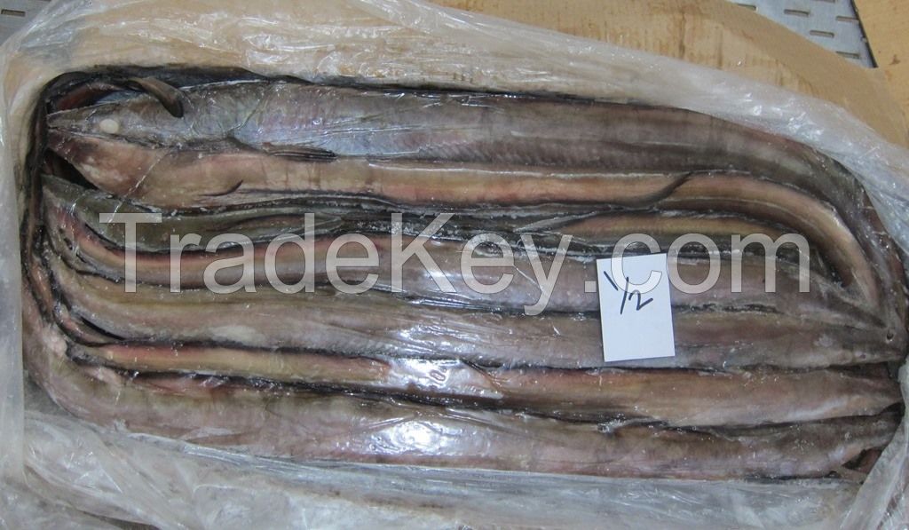 FROZEN CONGER EEL FISH