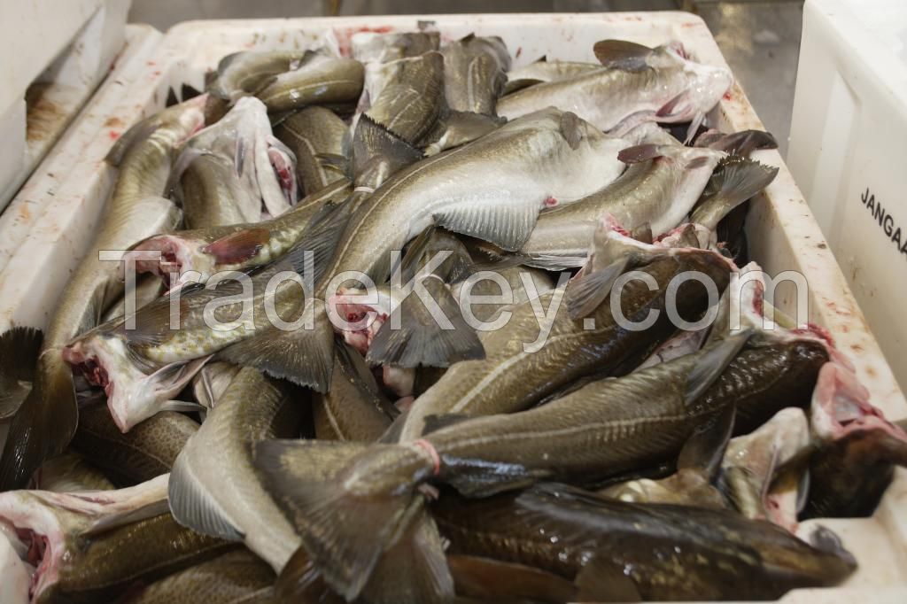 Atlantic mackerel (scumber sumbrus) live scallop 