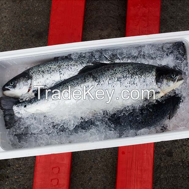 Atlantic Salmon, Salmon HOG, salmon fillet, atlantic mackerel