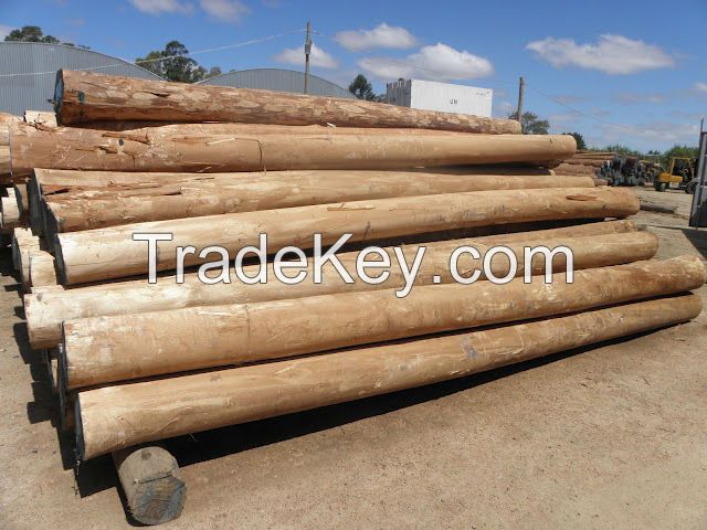 Eucalyptus wood (hardwood)