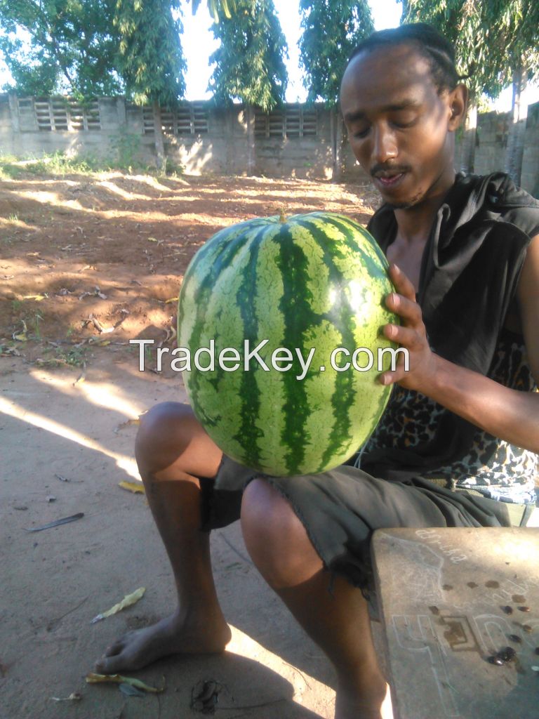 Water Melon, Ginger and Casava