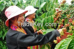 Green Robusta coffee beans