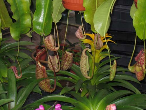 Nepenthes