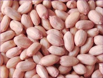 Long shape, round shape peanut kernels