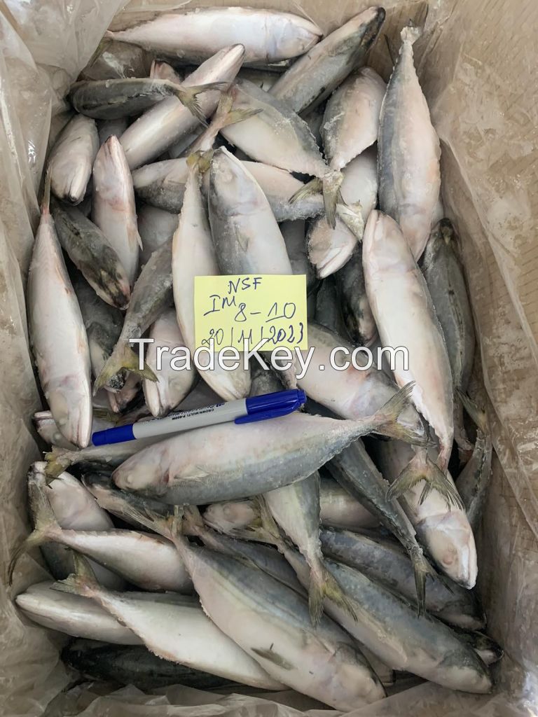 Frozen indian mackerel (Stock available)