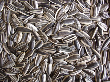 New Crop Sunflower Seeds Suppliers | Sunflower Seed Exporters, | Sunflower Black Seed  | Striped Black Seed | Flowers Seed | Sunflower Kernels