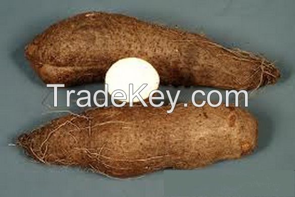Yam Tubers or Sweet Potatoes from Nigeria