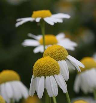 Camomile Natural Extract