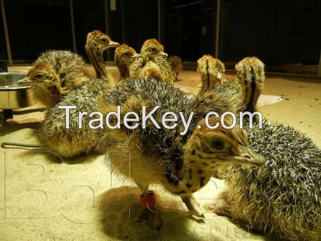 FERTILE OSTRICH AND PARROTS MACAW EGGS AND THEIR CHICKS FOR SALE.