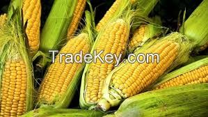 Yellow Corn