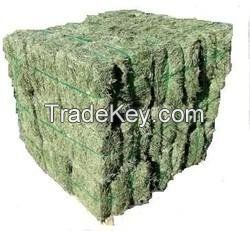 Top Quality Alfafa Hay for Animal Feeding