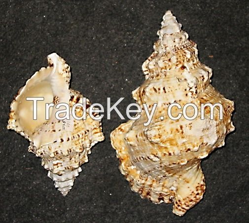 Collector's Item Seashells and Specimens