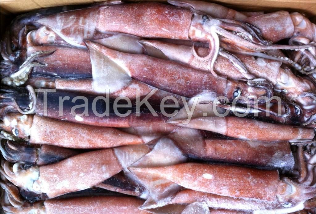 Illex Argentinus Squid