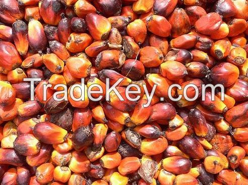 Palm Kernel