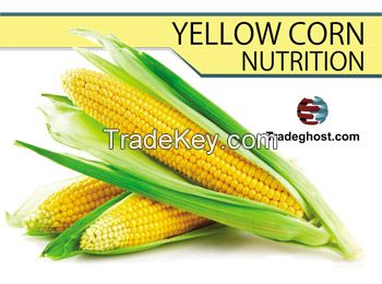 yellow corn