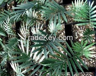 Araucaria Seedlings And Encephalartos Seedlings