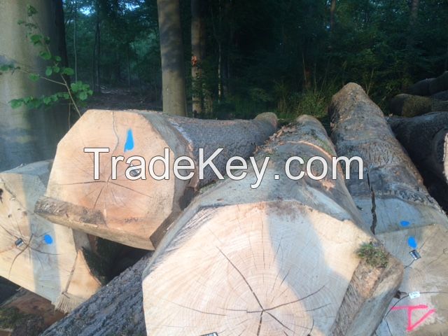European oak logs