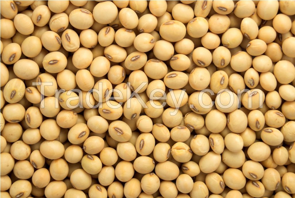 Soyabean