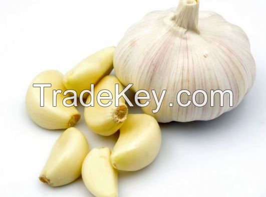 Garlic