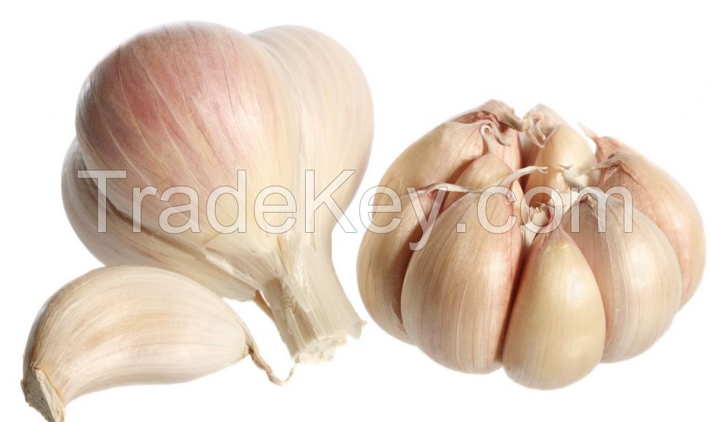 Garlic