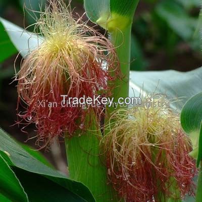 corn silk extract on promotation