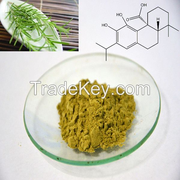 Pure Natural Herbal Extract Rosemary Extract Powder