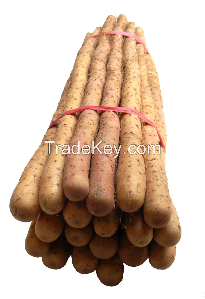 Fresh Steel-Stick Chinese yam/ Shanyao/ Huaishan