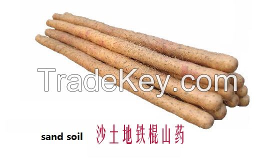 Fresh Steel-Stick Chinese yam/ Shanyao/ Huaishan