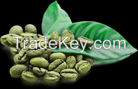 Angola Gaxito Robusta green coffee beans