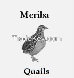 Quail products, eggs - meat