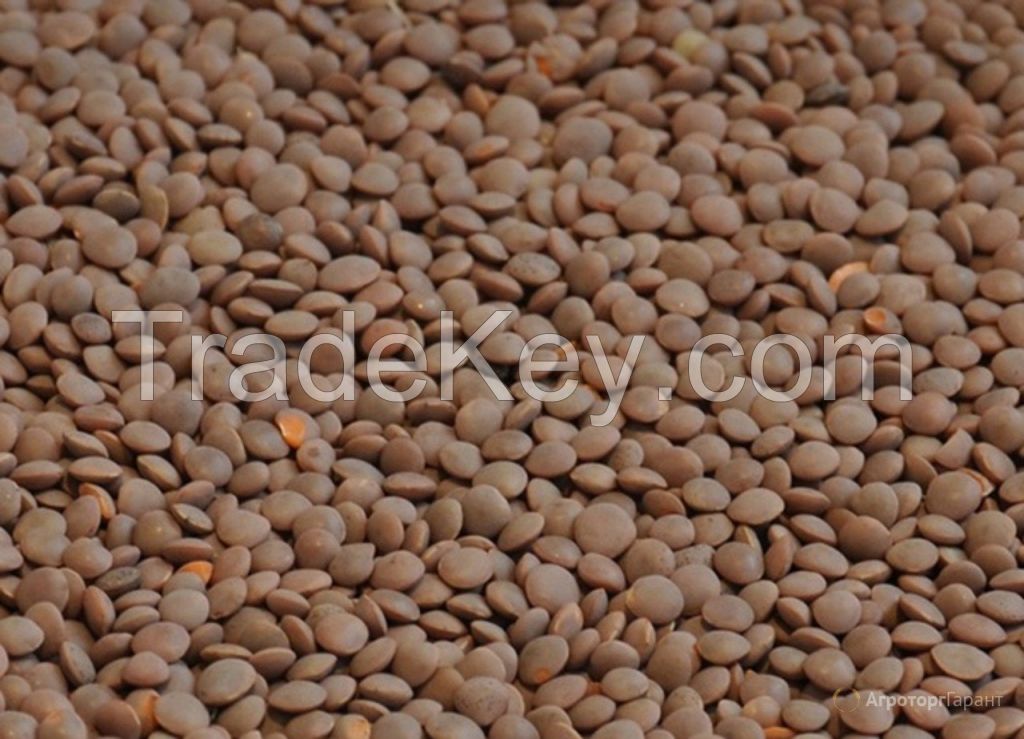 Red Lentil